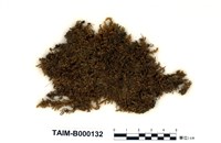 藏品(偏蒴苔)的圖片